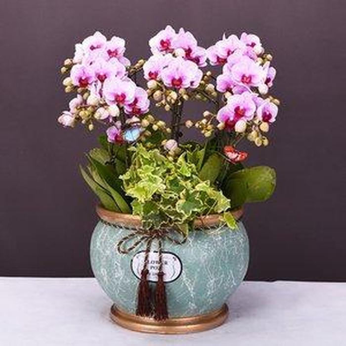 盆栽花卉 贈予自然的詩意，傳遞情感的芬芳