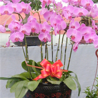 青州萬佳花卉 禮贈自然之美，花卉傳遞溫情
